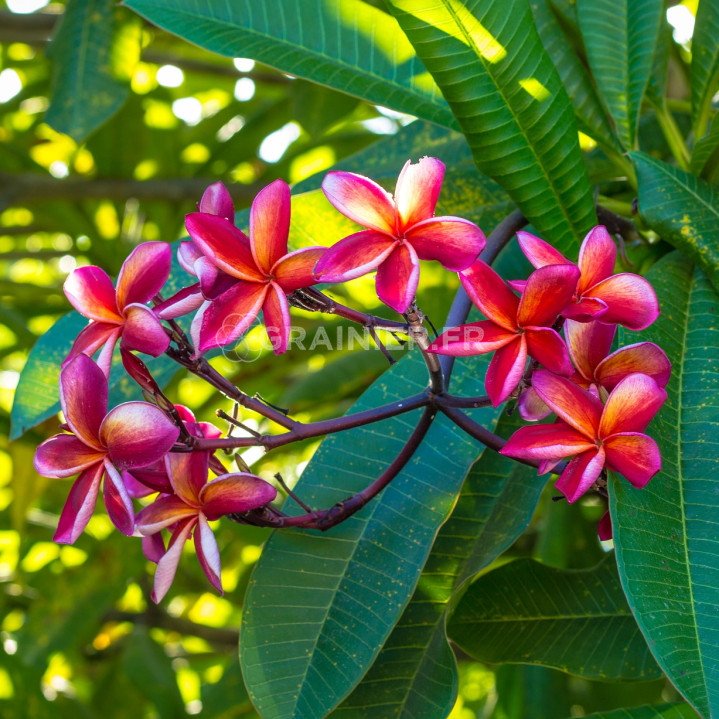 Common frangipan, temples flower, Plumeria Rubra mixture image